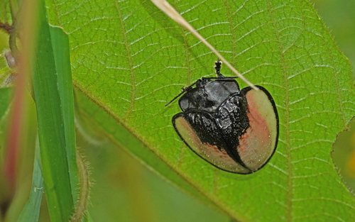 Goniochenia elocata