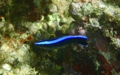 Labroides phthirophagus