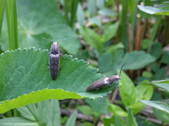 Actenicerus siaelandicus