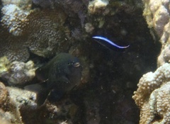 Labroides phthirophagus