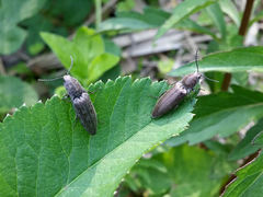 Actenicerus siaelandicus
