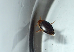 Laccophilus maculosus