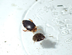 Laccophilus maculosus
