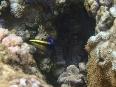 Labroides phthirophagus