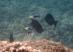 Labroides phthirophagus