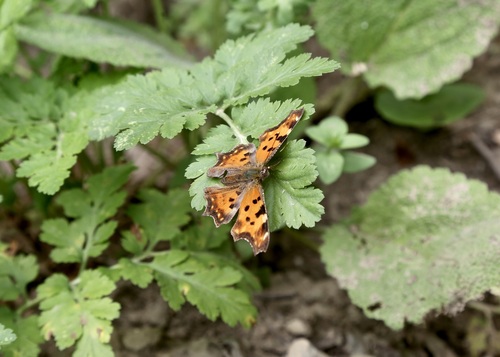 Polygonia interposita
