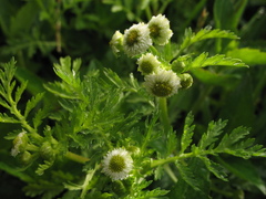 Plagiocheilus bogotensis