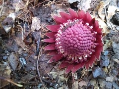 Langsdorffia hypogaea