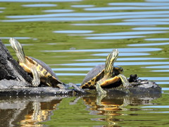 Trachemys venusta venusta