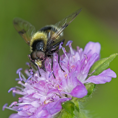 Volucella bombylans
