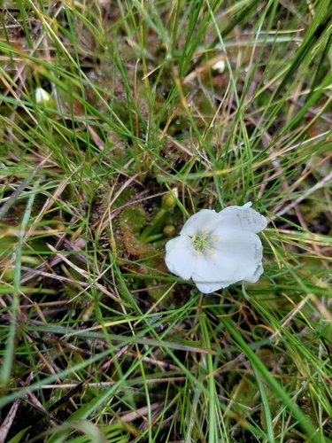 scented sundew