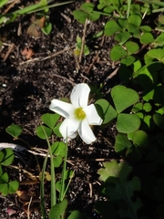 Oxalis depressa, photograph (c) Malte Krömer, some rights reserved (CC BY)