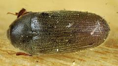 Trixagus chevrolati