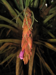 Tillandsia fragrans