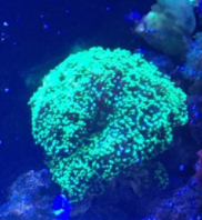 Fimbriaphyllia paraancora