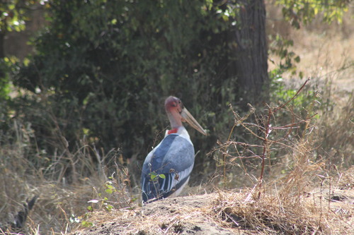 iNaturalist image