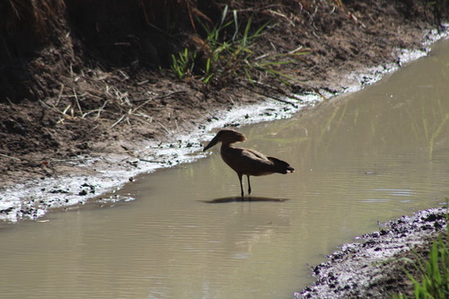 iNaturalist image