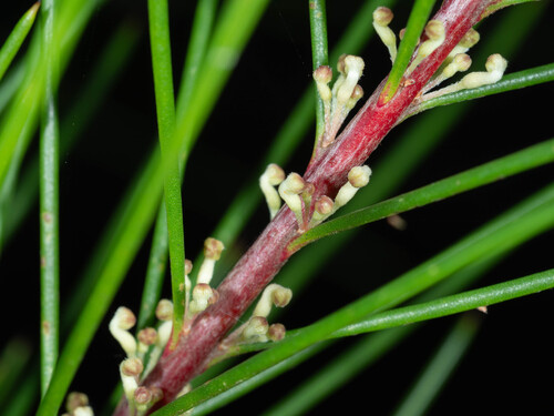 Hakea macraeana, photograph 3