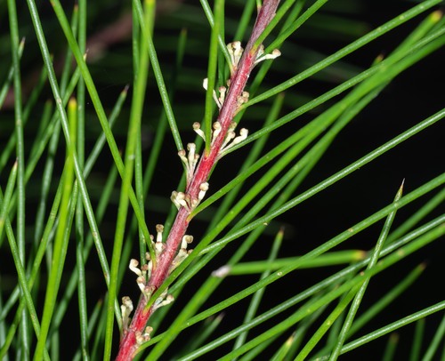 Hakea macraeana, photograph 4