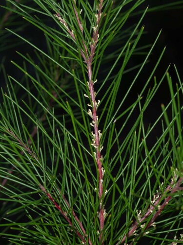 Hakea macraeana, photograph 5