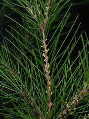 Hakea macraeana, photograph Paul Whitington, CC BY, iNaturalist via GBIF