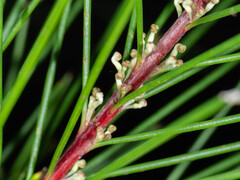 Hakea macraeana, photograph Paul Whitington, CC BY, iNaturalist via GBIF