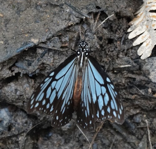 Parantica pseudomelaneus