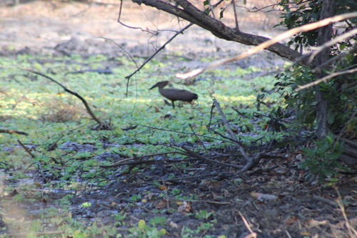 iNaturalist image