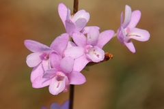 Polystachya dendrobiiflora