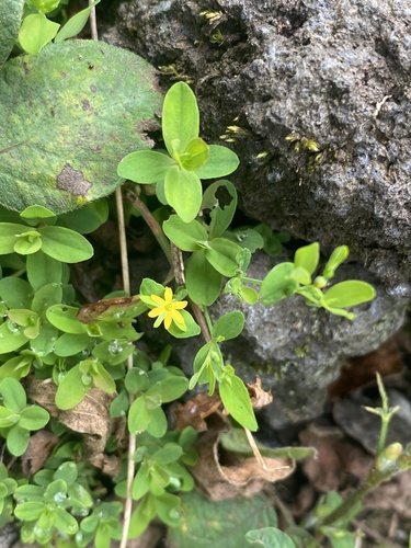 Hypericum parvulum observed 2026-07-21