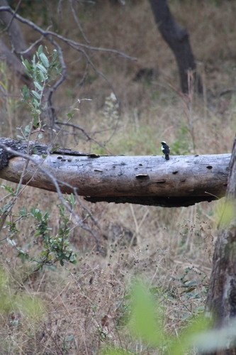 iNaturalist image