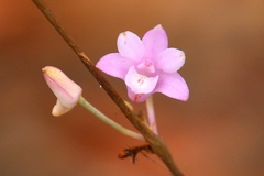 Polystachya dendrobiiflora