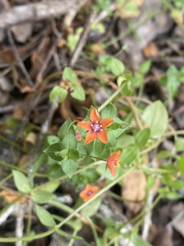 Lysimachia arvensis observed 2026-07-21