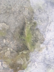 Pinna bicolor