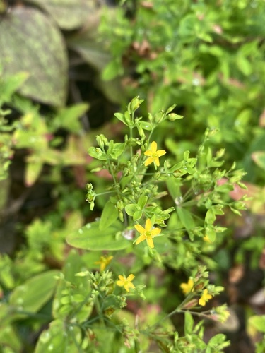 Hypericum mutilum, 2026-07-21
