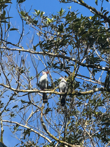 Topknot Pigeon