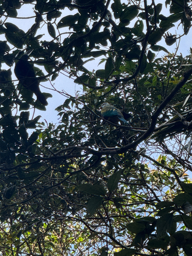 Wompoo Fruit Dove