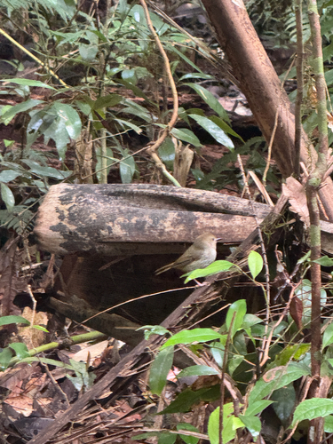 Large-billed Scrubwren