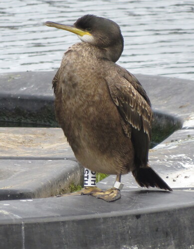 Cormorán moñudo (Gulosus aristotelis)
