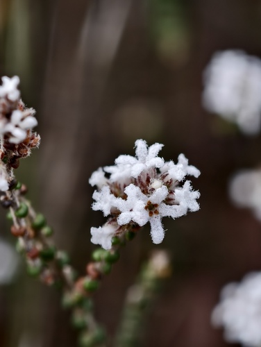 Leucopogon gibbosus, 2026-07-05
