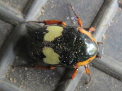 Pedinorrhina trivittata