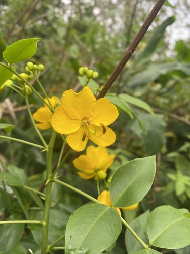 Senna, 2026-07-21