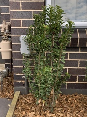 Banksia integrifolia