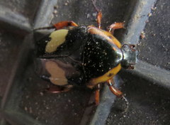 Pedinorrhina trivittata
