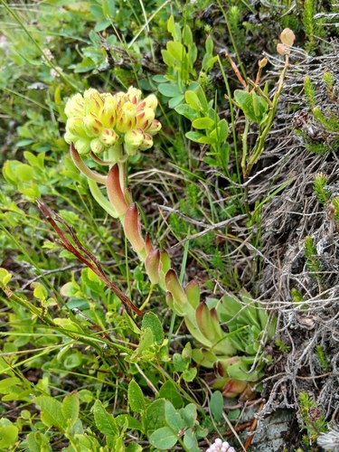 Sempervivum heuffelii, photograph 1