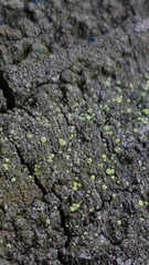 Thelocarpon laureri