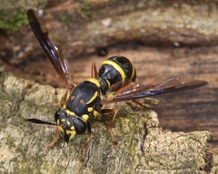 Sphiximorpha willistoni