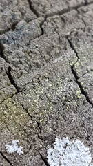 Thelocarpon laureri