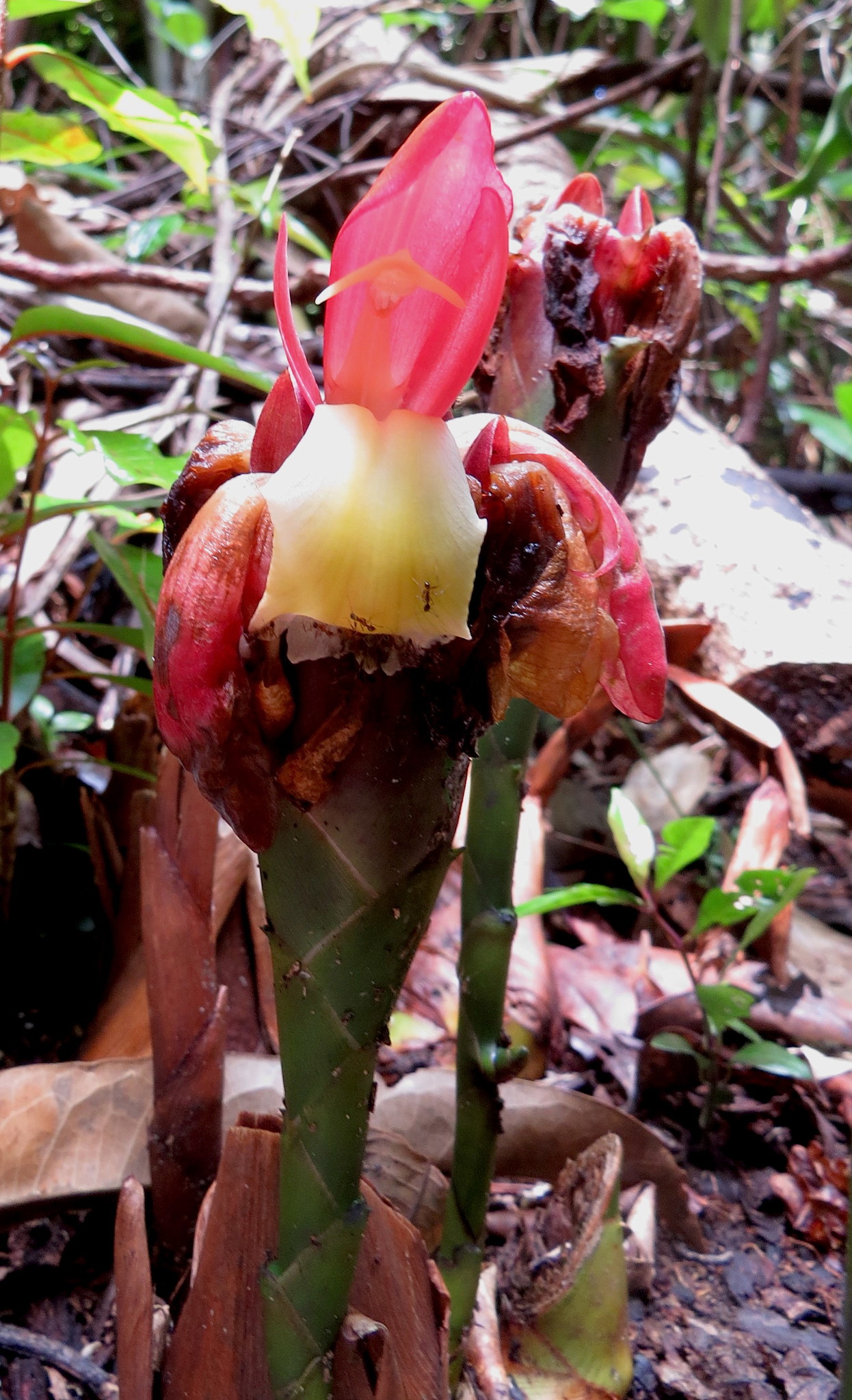 Ethiopian Cardamom (Aframomum angustifolium)