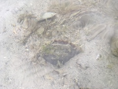 Pinna bicolor